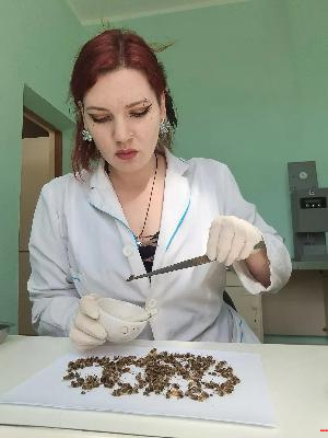 Исследование пчел на паразитарные и грибковые заболевания