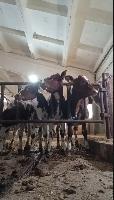 Лейкоз крупного рогатого скота: памятка владельцам