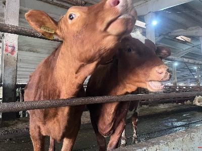 Что такое губкообразная энцефалопатия крупного рогатого скота (ГЭКРС)?