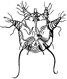 Возбудитель отодектоза – клещ Otodectescynotis.jpg
